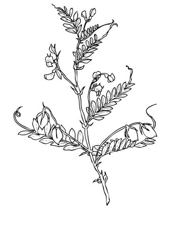 Lentils Bean Coloring Page